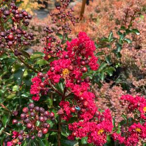 Lagerstroemia indica Centennial Spirit