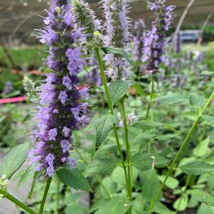 Agastache rugosum x foeniculum Black Adder