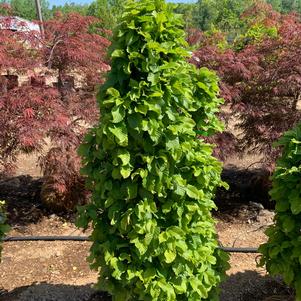 Carpinus betulus Columnaris Nana