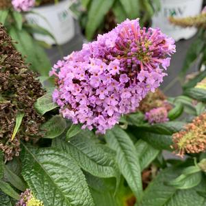 Buddleia Pugster® Ameythyst (PP30236) 