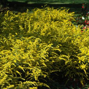 Solidago rugosa Fireworks