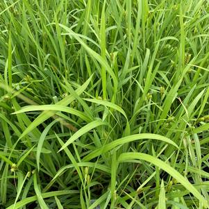 Carex flaccosperma 