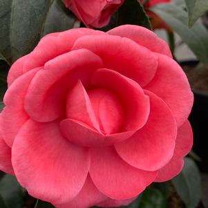 Camellia japonica Jacks