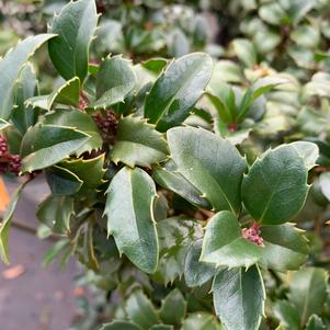 Ilex X meserveae CastleWall® (PP14308) 