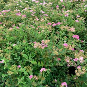 Spiraea japonica Little Princess