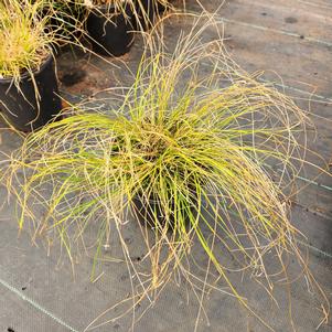 Carex texensis 