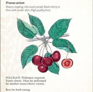 Fruit - Cherry Fruit - Cherry Kristen Semi-Dwarf