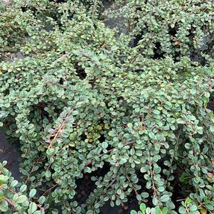 COTONEASTER PROCUMBENS QUEEN OF CARPETS