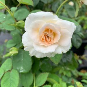 Rosa floribunda Brindabella Glow™ PP28074 