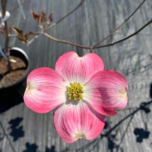 Cornus florida Cherokee Brave