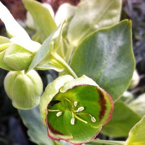 Helleborus foetidus 