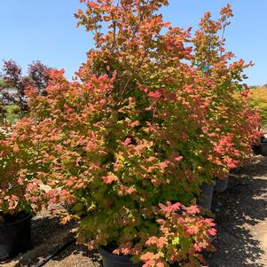 Acer circinatum Sunny Sister