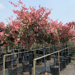 Cercis canadensis Carolina Sweetheart™ (PP27712) 