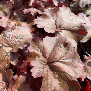 Heuchera Fire Alarm