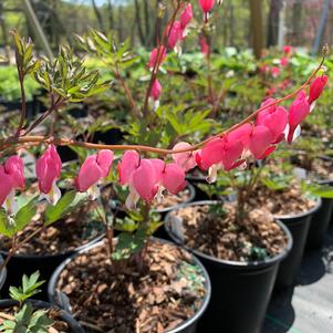 Dicentra spectabilis Pink