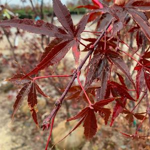 Acer palmatum Fireglow