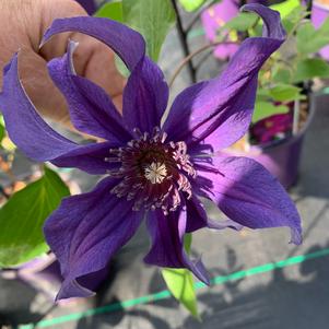 Clematis Sapphire Indigo