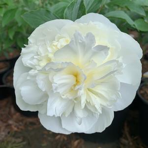 Paeonia lactiflora Duchesse de Nemours