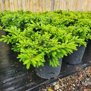 Taxus cuspidata Emerald Spreader® ('Monloo') 