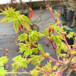 Acer palmatum Winter Flame