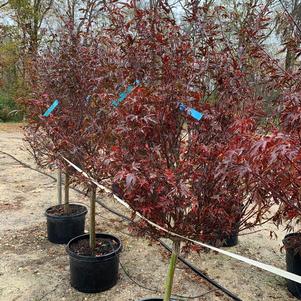 Acer palmatum Skeeters Broom