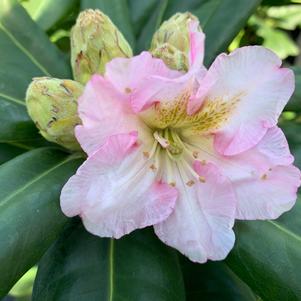 Rhododendron Scintillation