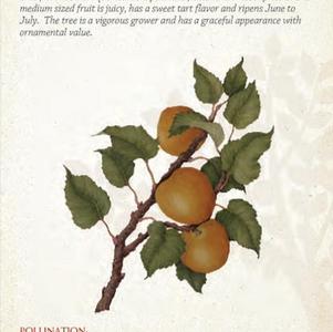 Fruit - Apricot Tilton Dwarf