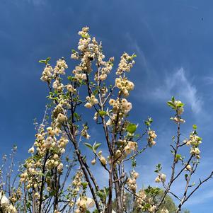 Halesia carolina (tetraptera) 