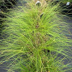 Carex rosea 