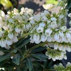 Pieris japonica Prelude