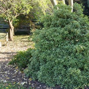 Osmanthus heterophyllus Goshiki