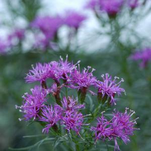 Vernonia lettermannii Iron Butterfly