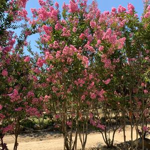 Lagerstroemia indica Biloxi