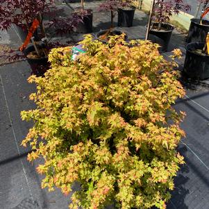 Acer palmatum Koto Maru