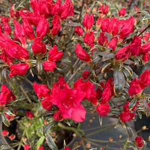 Azalea-Rhododendron Girard hybrid Silver Sword