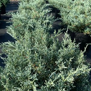 Juniperus chinensis Angelica Blue