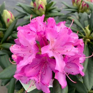 Rhododendron Roseum Pink