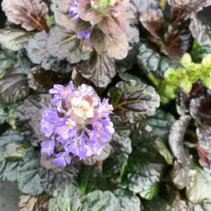 Ajuga reptans Black Scallop