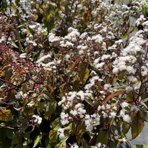 Eupatorium rugosum Chocolate