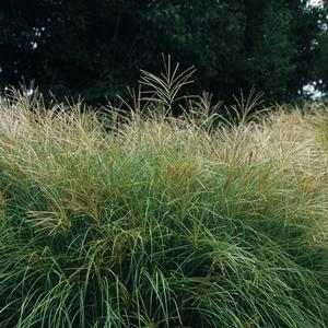 Miscanthus sinensis Yakushima