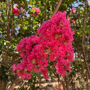 Lagerstroemia indica Tuskegee