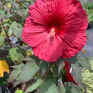 Hibiscus Summerific® Holy Grail 