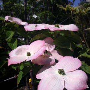 Cornus Stellar Pink® 