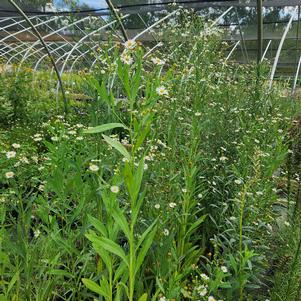 Boltonia asteroides 