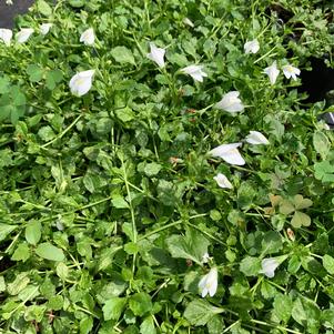 Mazus reptans Alba