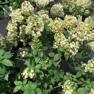 Hydrangea paniculata Strawberry Sundae® (PP25438) 