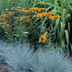 Festuca ovina glauca Elijah Blue