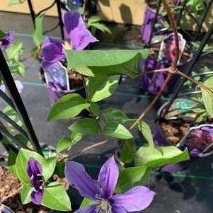 Clematis Arabella