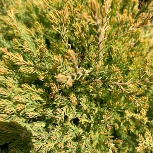 Thuja occidentalis Rheingold