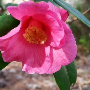 Camellia japonica Crimson Candles